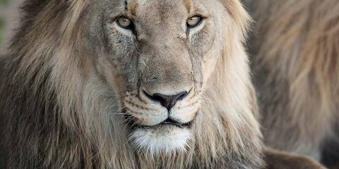 5-Day Luxury Mdluli Game Lodge Kruger National Park