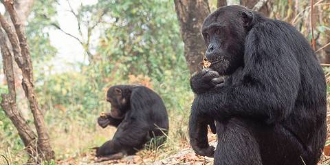 3-Day Gombe Chimpanzee Trekking from Dar Es Salaam