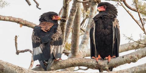 7-Day Explore Wildlife, Lake Malawi and Culture