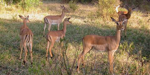 11-Day Discover the Magnificent Hospitality of Malawi