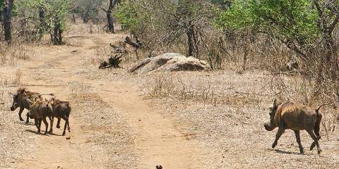 7-Day Wildlife, Lake Malawi and Culture in 6 Nights