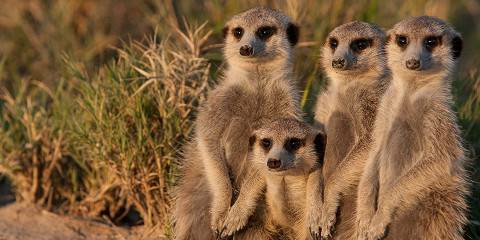 13-Day Botswana Trans Kalahari Camping Safari