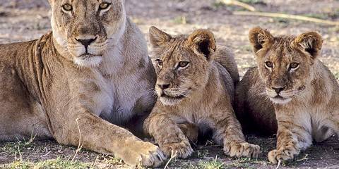 10-Day From Kenya to Tanzania - Mid-Range