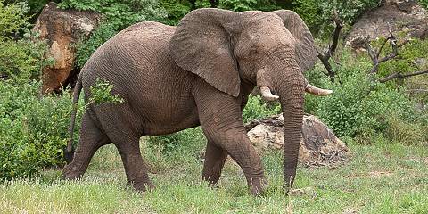 3-Day Pilanesberg Luxury Tshukudu Bush Lodge Safari