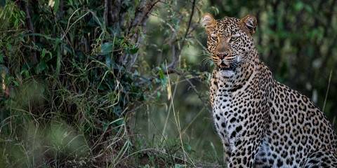 3-Day Samburu National Reserve and Olpejeta Conservancy