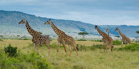 12-Day Budget-Friendly Masai Mara Safari & Zanzibar Trip