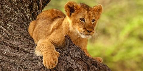 6-Day Unrivalled Highlights of Kenya - Midrange Safari