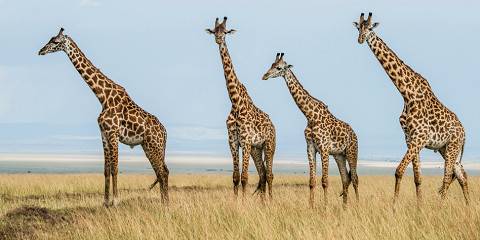 3-Day Masai Mara Sopa Lodge Daily Shared Tour