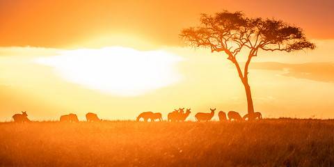 6-Day Mara-Nakuru-Amboseli Budget Safari 2025-2026-2027