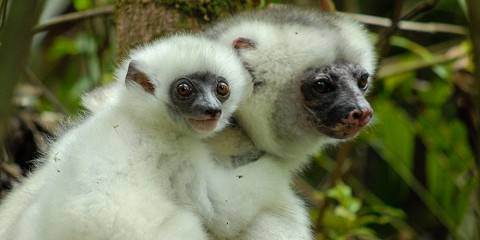 14-Day Remote Madagascar