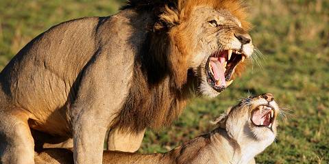 6-Day Maasai Mara, Lake Nakuru & Amboseli Mid-Range Tour