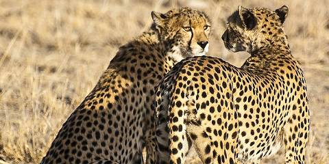 4-Day Elewana Sandriver Luxury Safari