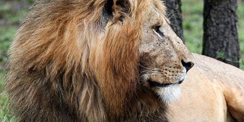 4-Day Masai Mara and Lake Nakuru High End Safari