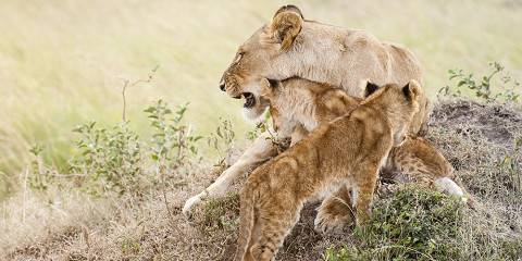 4-Day Mara & Nakuru Group Sharing
