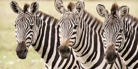 6-Day Kenya Adventure Safari