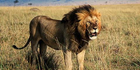 7-Day Mara-Nakuru-Naivasha-Amboseli Budget Safari2025-26