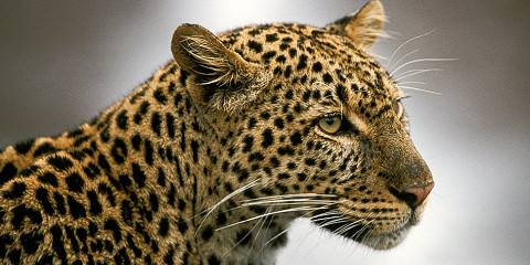 6-Day Fascinating Budget Kenya Classic Safari