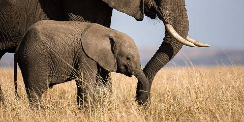 2-Day Amboseli NP Mid-Range Tour