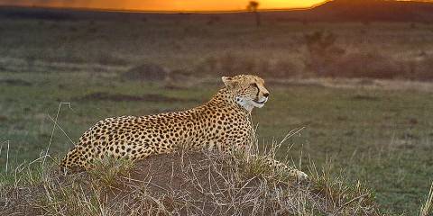 6-Day Circuit Safari Masai Mara - Lake Nakuru - Amboseli