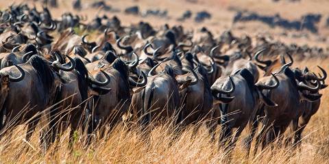 8-Day Wildebeest Migration from Maasai Mara to Serengeti
