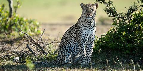 4-Day Luxury Kenya Safari in Lake Nakuru & Maasai Mara