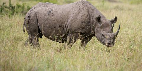 4-Day Kenya Wilderness Luxury Safari