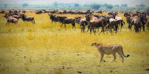 6-Day Superb Safari Living Among Kenya's Wild