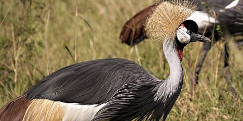 8-Day Kenya Explorer Safari