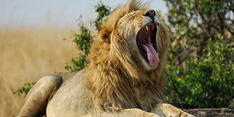 8-Day Iconic Kenya Wildlife Safari in 4x4 Land Cruiser