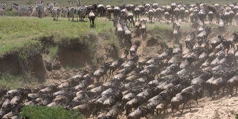 3-Day Famous Masai Mara Luxury Great Migration Safari