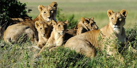 10-Day Luxury Kenya Safari Tour