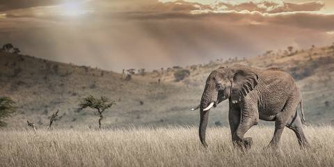 11-Day Game Safari and Beach Holiday Combo