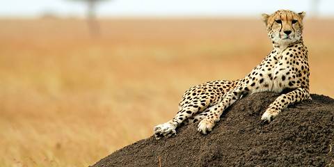 4-Day 3 Nights Masai Mara Only