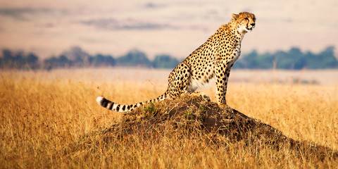 9-Day Kenya Cat Scratch Circuit