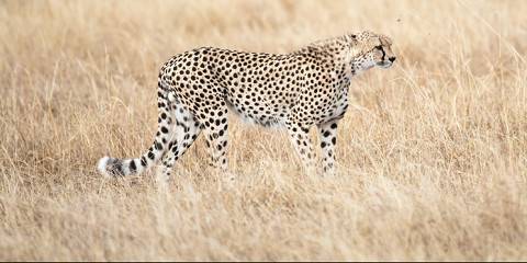 3-Day Masai Group Joining Safari on 4x4 Landcruiser Jeep