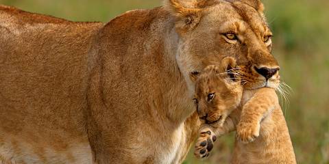 6-Day Safari to Kenya Great Rift Valley