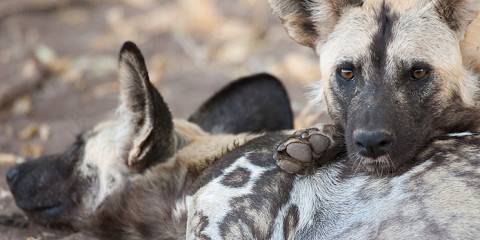 5-Day Waterways & Wilderness, an Okavango Safari