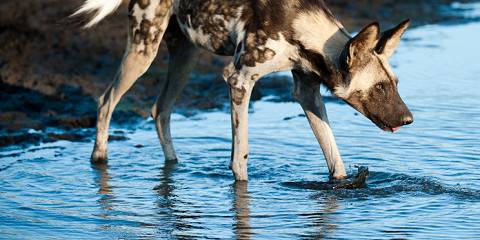 12-Day Botswana Family Safari Tour