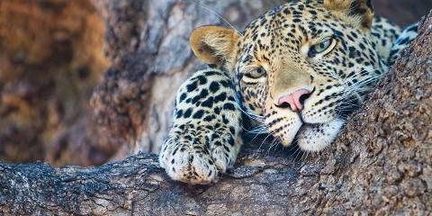 3-Day Okavango Delta-Moremi Game Reserve Tour