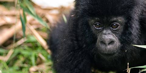 4-Day Golden Monkey, Gorilla Trekking and Lake Bunyonyi