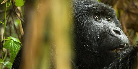 4-Day Chimpanzee and Gorilla Encounter