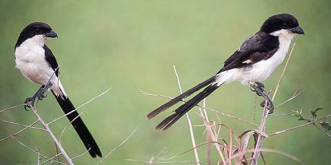 4-Day Birding Around Arusha