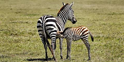 3-Day Fly-in Safari and Camping Experience