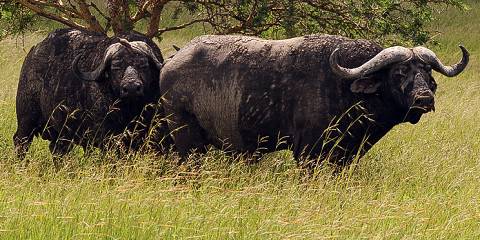 3-Day Wildlife and Cultural Experience in Tanzania