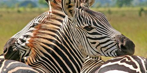 13-Day From Kenya to Tanzania and Zanzibar