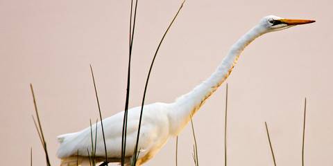 3-Day Moremi Khwai Safari on a Budget