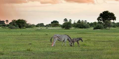 5-Day Savuti, Khwai, and Mababe Safari
