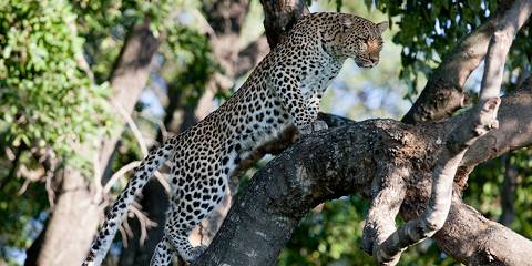 1-Day Moremi Game Reserve Safari