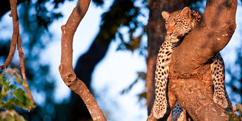 4-Day Botswana Walking Safari