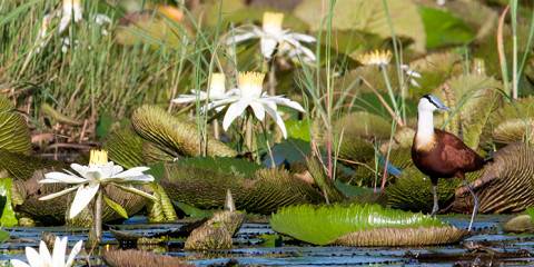 2-Day Okavango Delta Mokoro Classic
